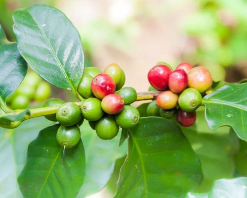 coffee berries on bush