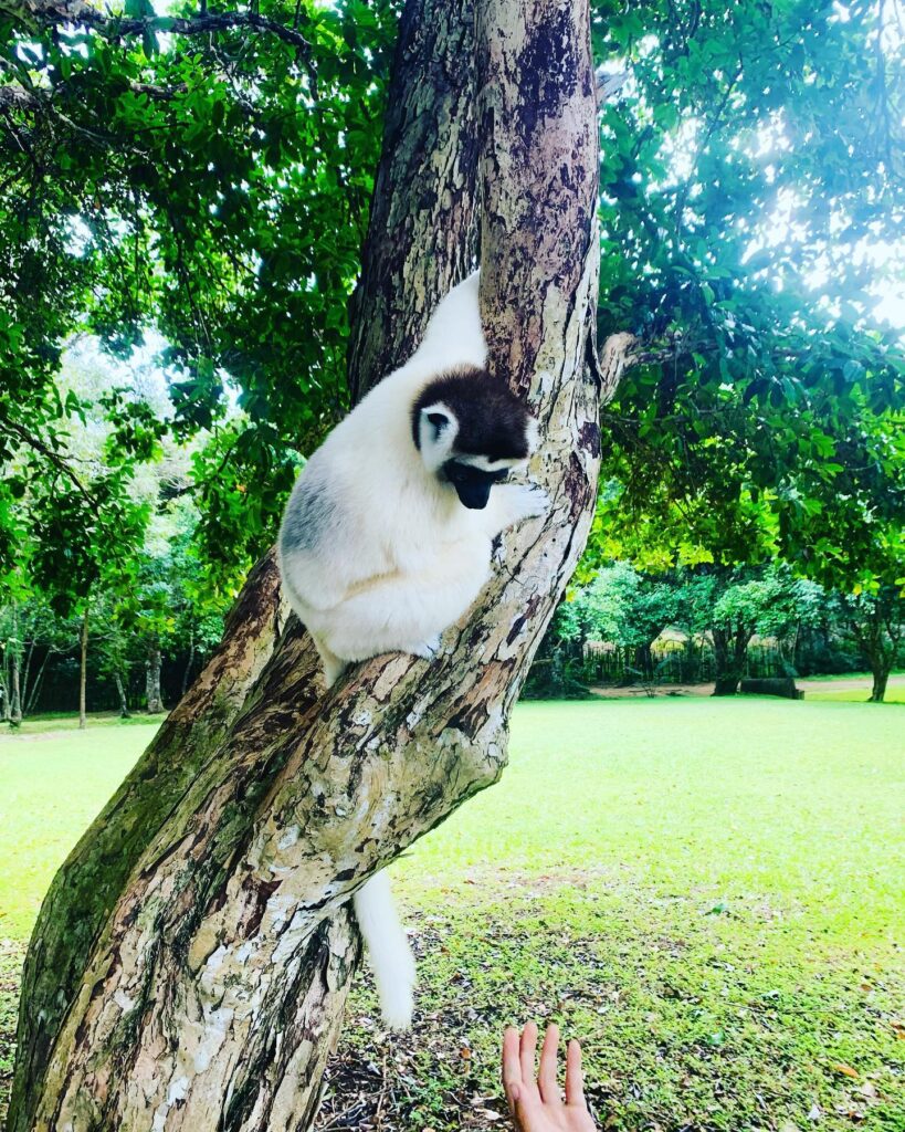 Sifaka Lemur Nahampoana