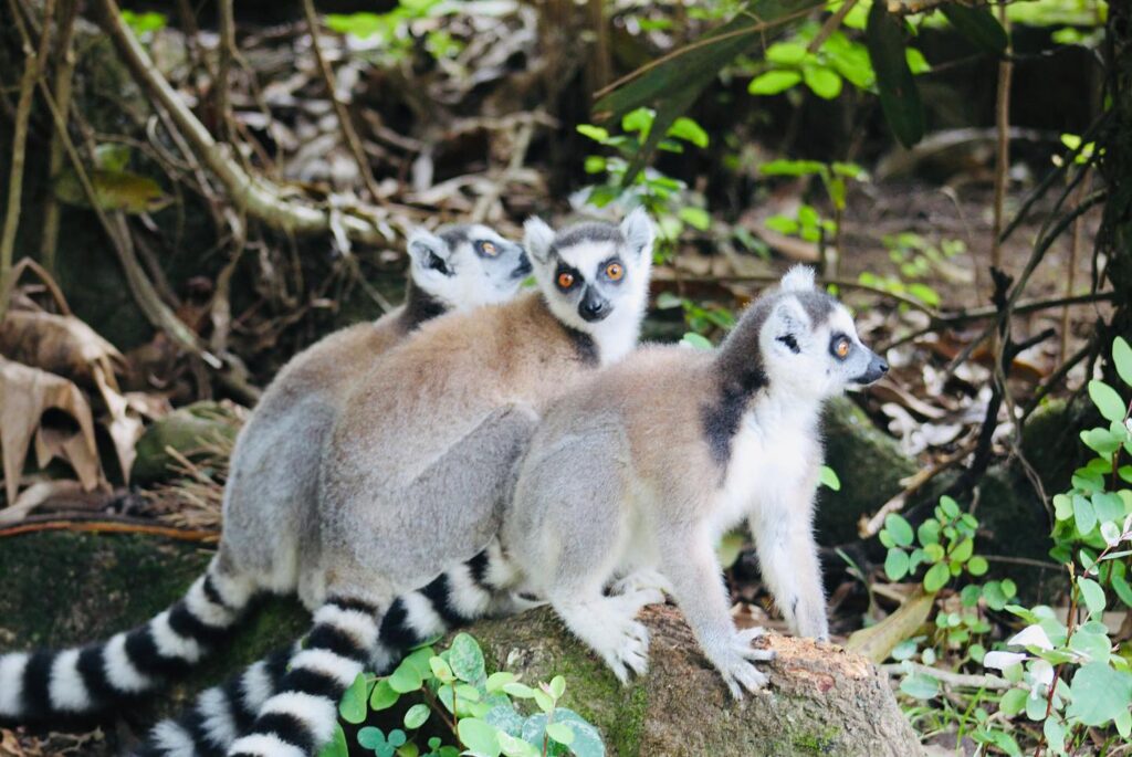 Lemurs on a Rock